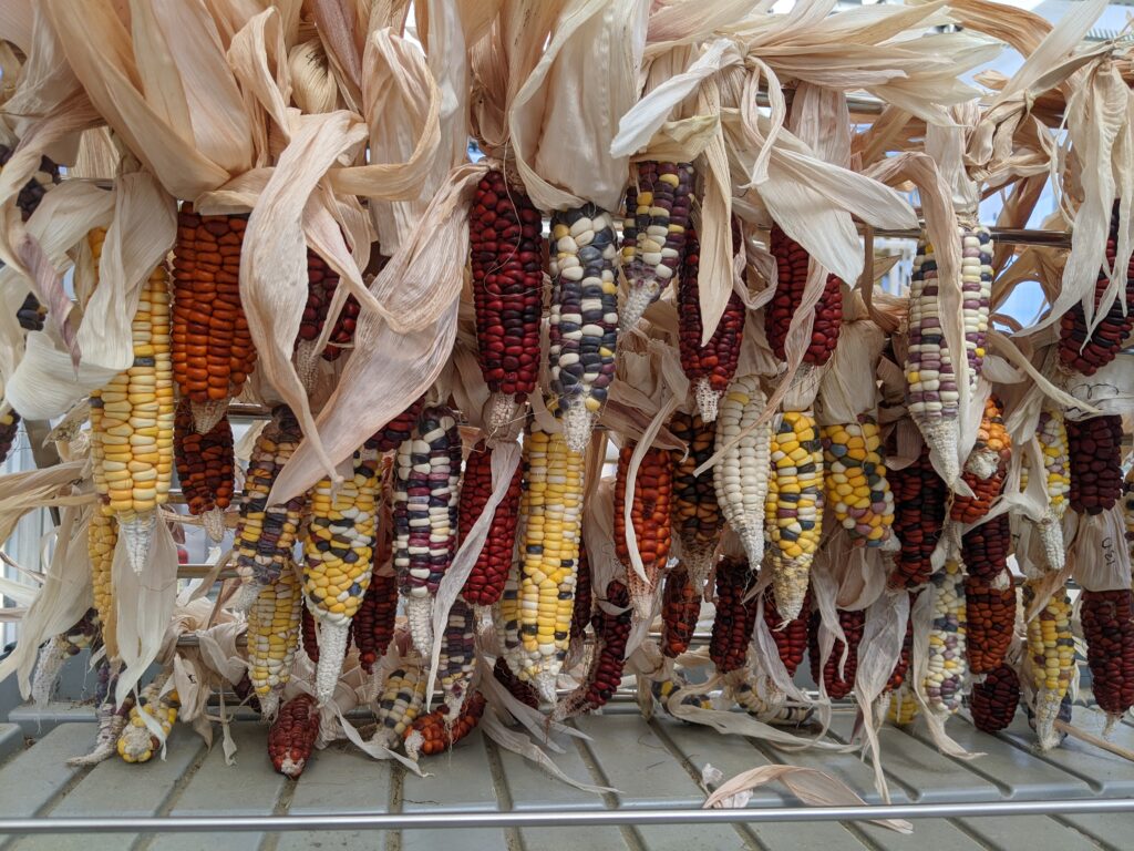 Multi-colored ears of Catawba corn hang from the ceiling to dry.