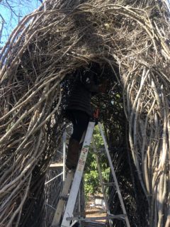 Patrick Dougherty - Building a Stickwork Legacy at Davidson