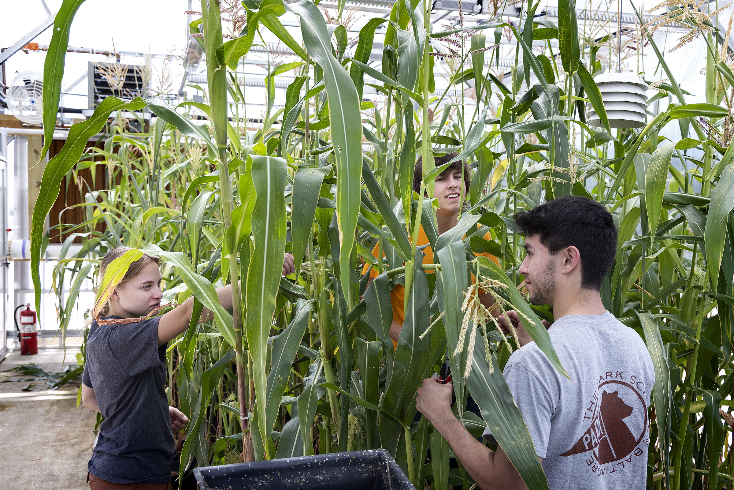 Students with Catawaba corn in Pat Peroni Greenhouse