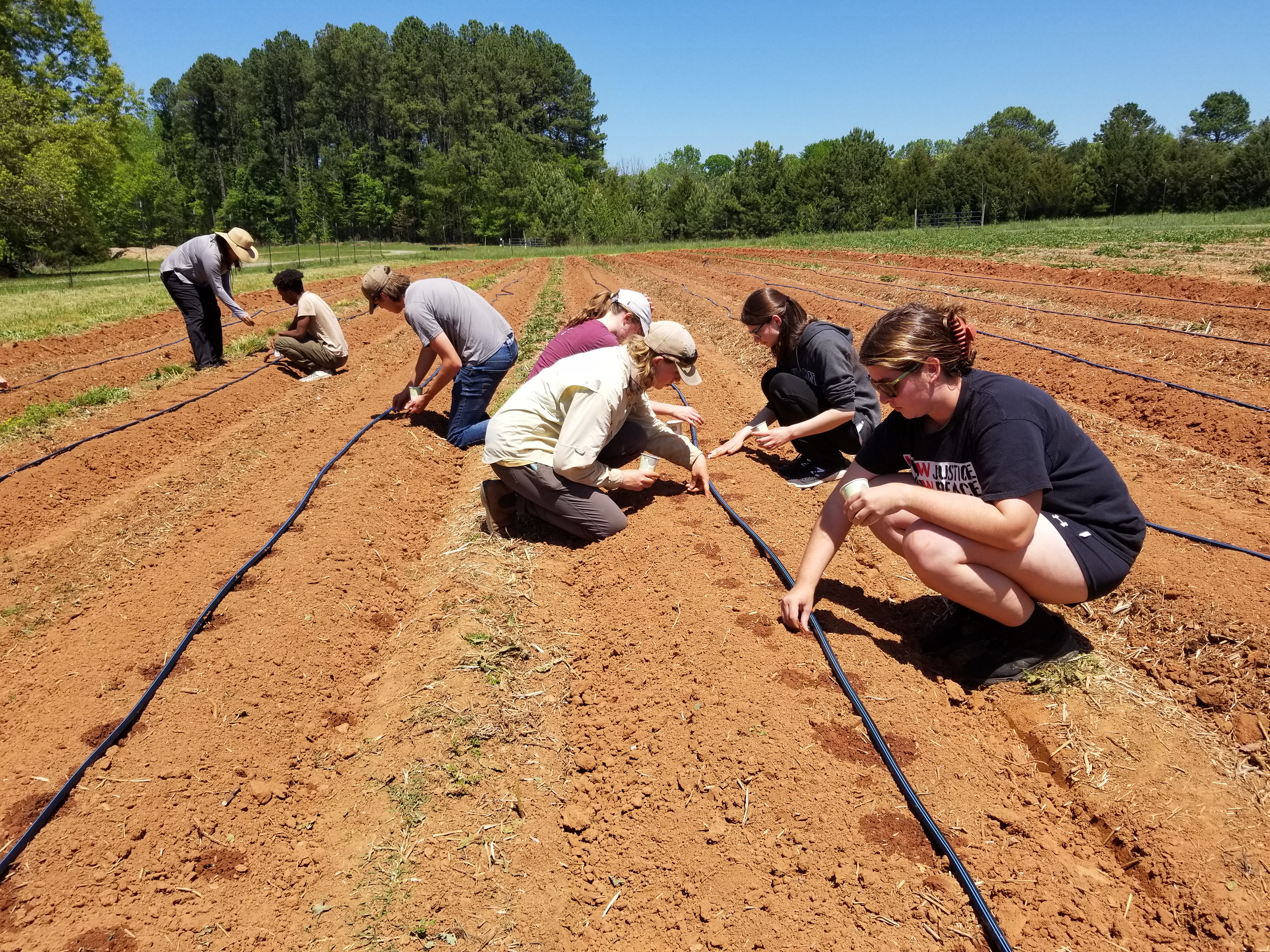 Students planting Catawba corn at college farm
