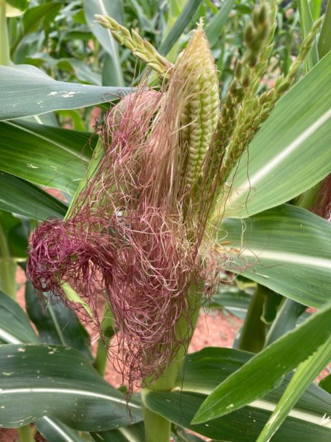 Catawba corn with tillers