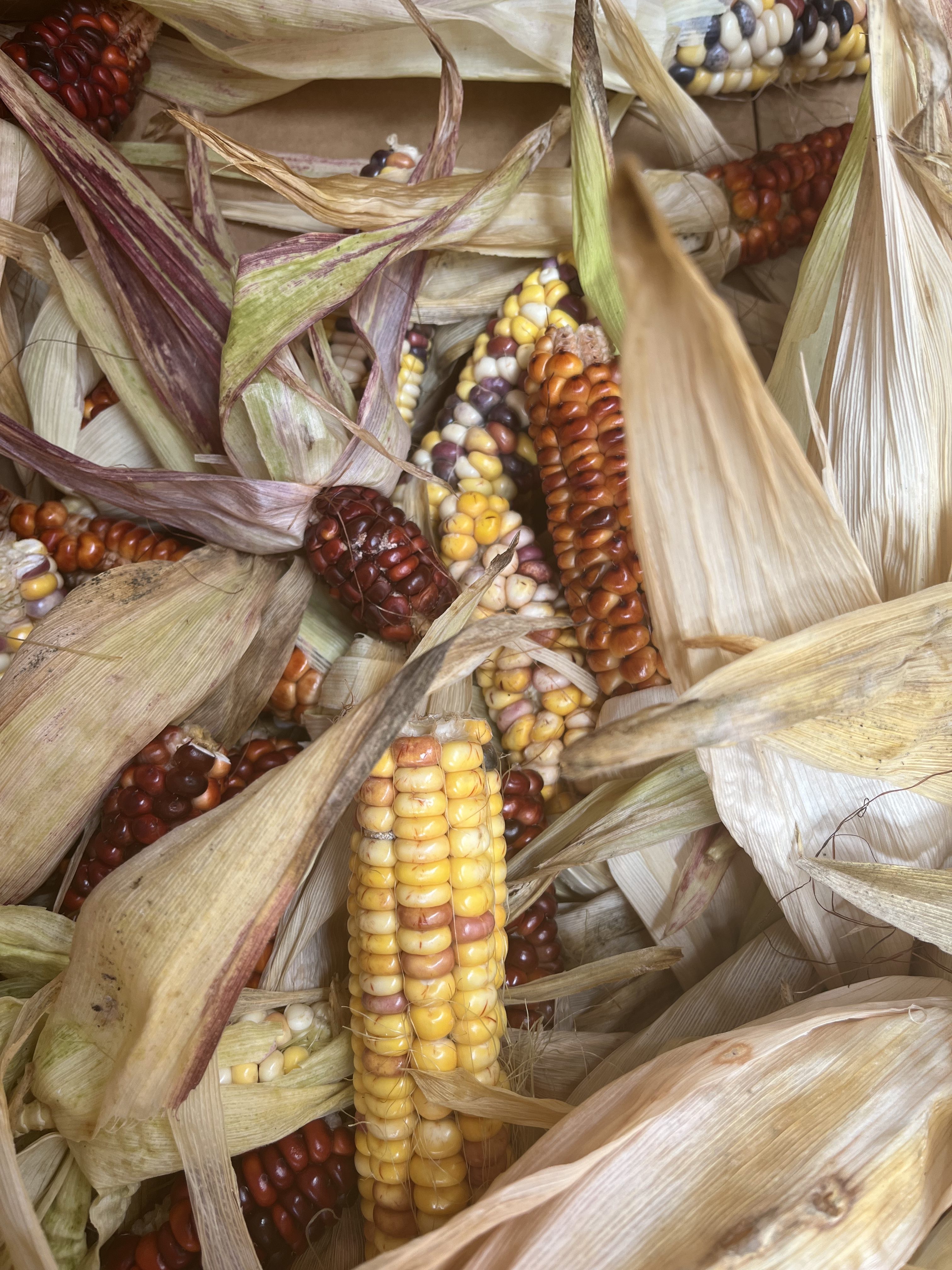 Catawba Corn Update – August 2022