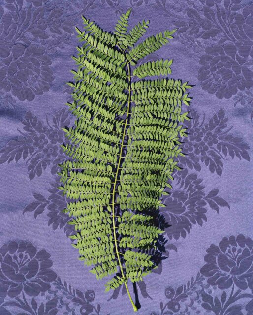 Jacaranda fern branch atop purple textile
