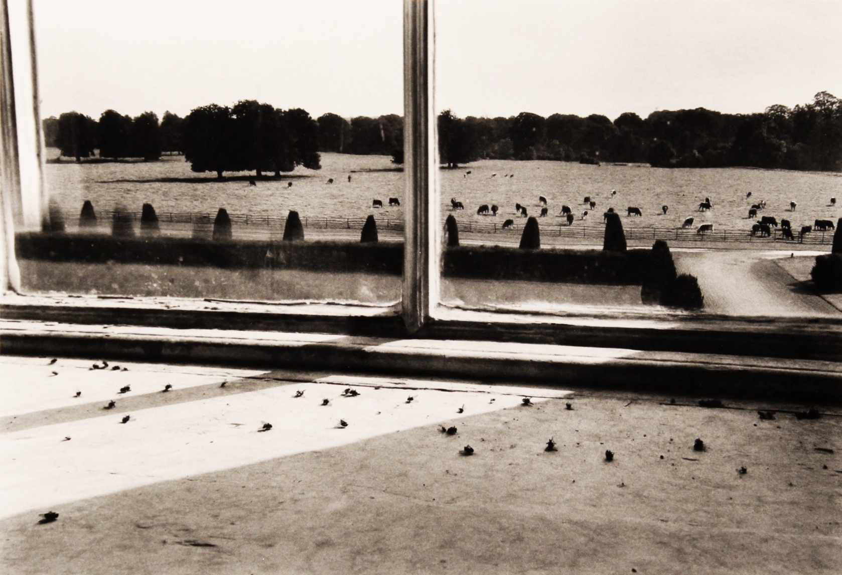 Seen in Storage: Flies In The Window, Castletown House, Ireland