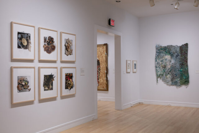 Six framed photographs of organic forms and textures arranged in a grid on a white wall, with another textured fiber-based artwork in green hues visible through an adjacent doorway.