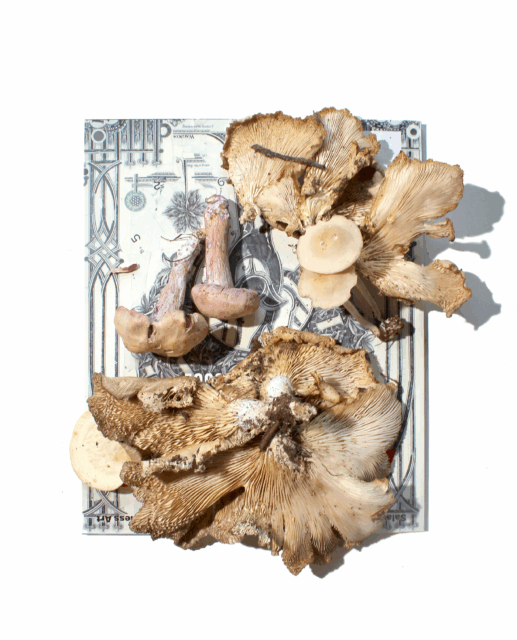 Artwork of a mushroom on a magazine cover