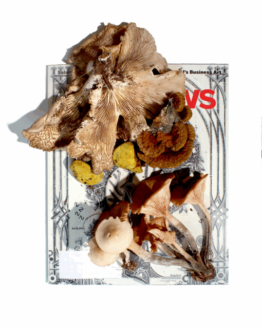 artwork of a mushroom on top of a magazine cover