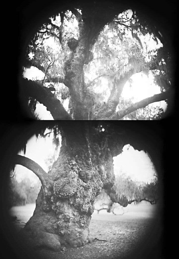 A vertical diptych of two high-contrast, black-and-white photographs of a massive, ancient oak tree at McLeod Plantation. Both images are framed within a circular, dark vignette.
The top frame captures the upper trunk and heavy branches reaching toward a bright, glowing sky, with Spanish moss hanging delicately from the limbs. The bottom frame focuses on the wide, gnarled, and heavily textured base of the tree trunk, with a single thick branch extending horizontally.
